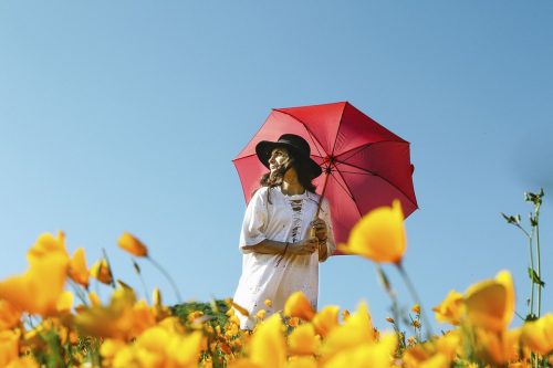 日傘をさす女性ー花畑